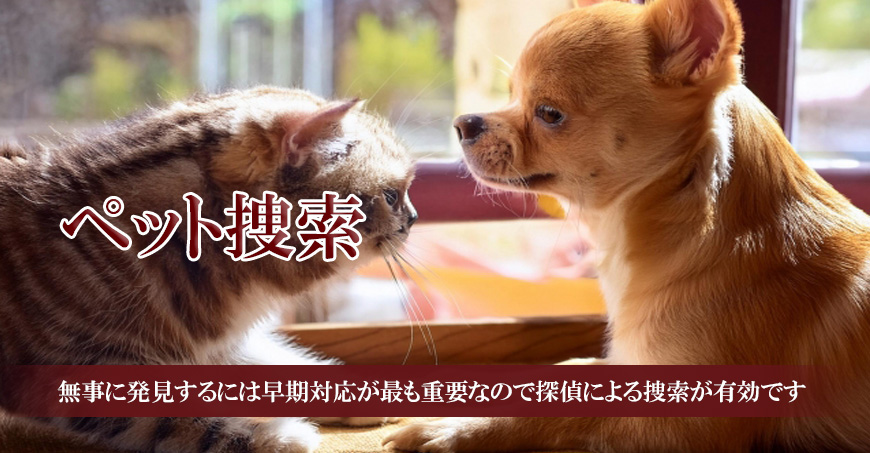 【豊田市　探偵】ペット捜索｜豊田市でペット捜索で探偵をお探しならスマイルエージェント豊田にお任せください。